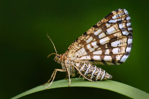 latticed heath moths are negatively affected by light pollution