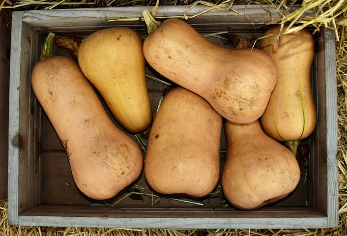 A crate of butternut squash, a type of crop observed in the intercropping study