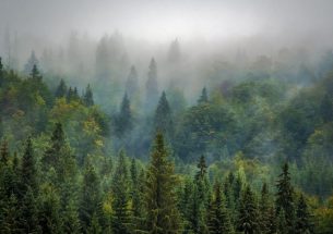 How can we increase forest productivity?