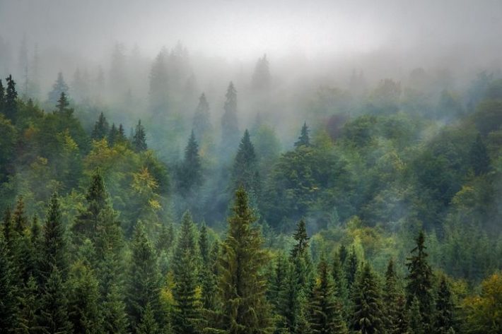 The tops of trees in a forest with fog