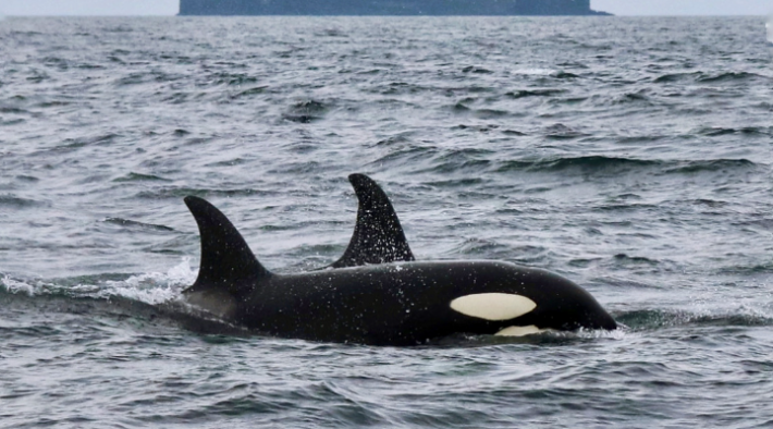 orca pod in the ocean