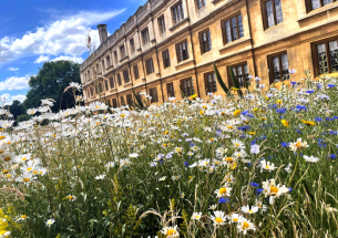 Cambridge wildflower meadow boosts biodiversity, says new study