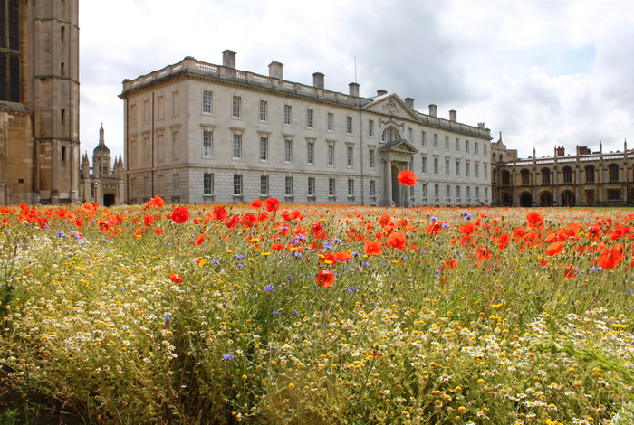 A section of the iconic Back Lawn at King's College, Cambridge has been transformed into a wildflower meadow.