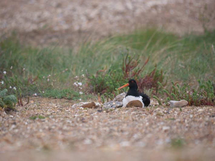 Photo of an oyster catcher