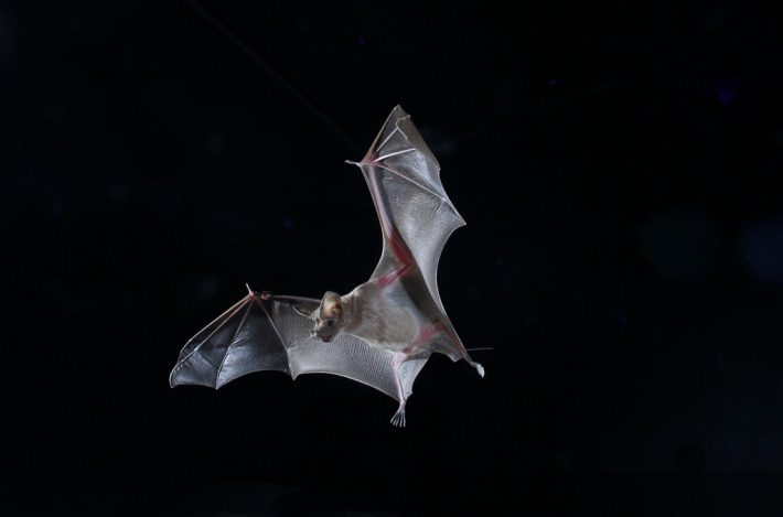 A greater mouse tailed bat, flying against a dark background
