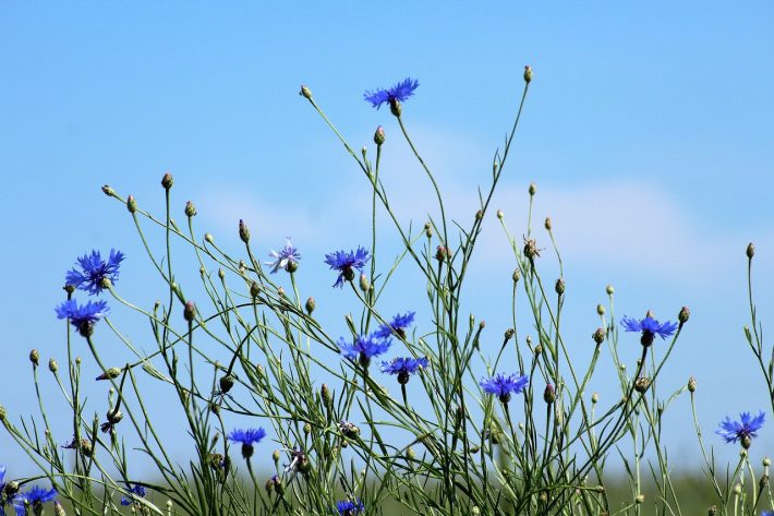 Blue cornflowers in a wildflower meadow
