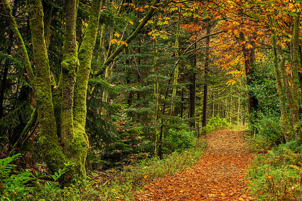 An autumnal forest with a path