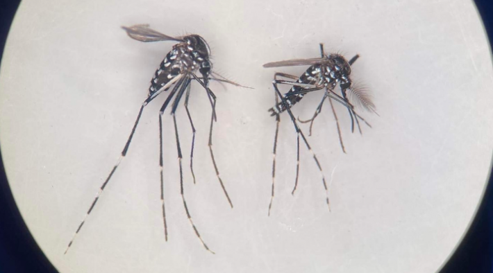 A close up image of two mosquitoes investigated in the citizen science research