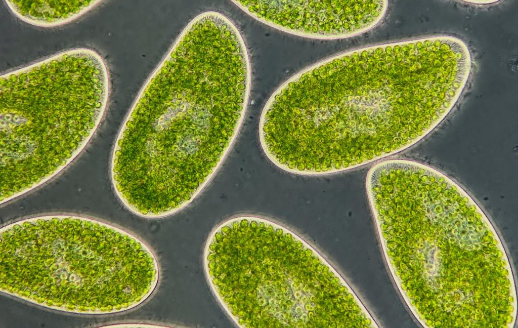 Newswise: Warming climate could turn ocean plankton microbes into carbon emitters