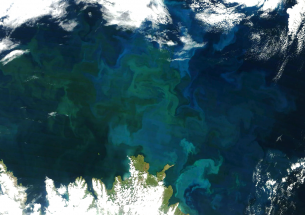 Warming climate could turn ocean plankton microbes into carbon emitters