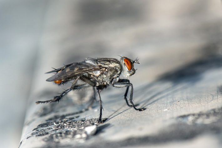 Close up image of a fly with a grey background