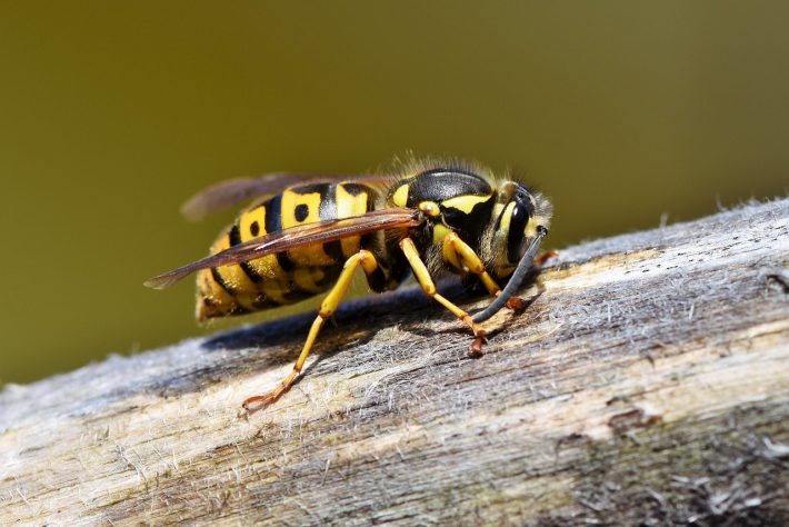 Close up image of a hornet resting on a tree. Scientists studied insect evolution using their new method