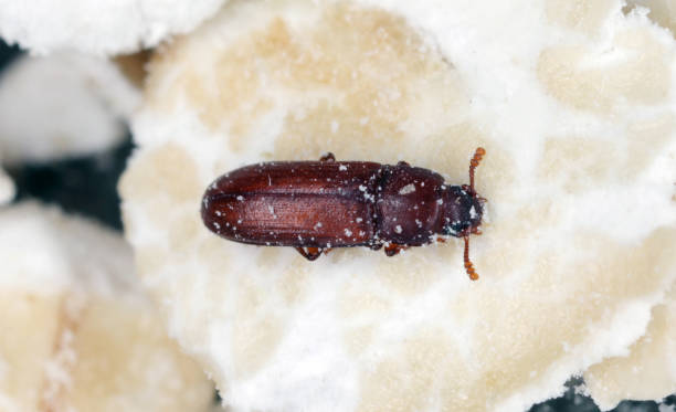 A red flour beetle, known for participating in same sex relationships, an example of queer ecology