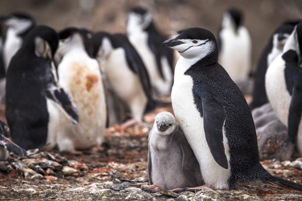 Chinstap penguin pictured with a young penguin of the same type, surrounded by other adult's. The species are used as an example of queer ecology, as they are known to participate in same sex relationships.
