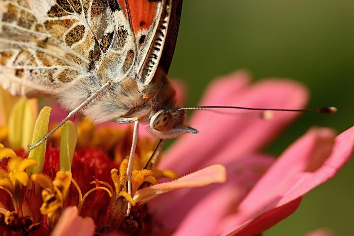 Close up image of a painted lady butterfly on a pink flower