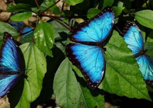 Are tropical butterflies equipped to survive the climate crisis?