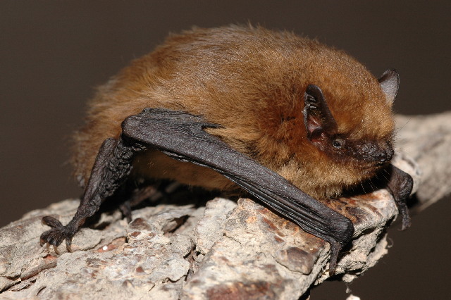 British Ecological Society | Impact of UK Music Festivals on Bats | P. Pipistrellus bat species