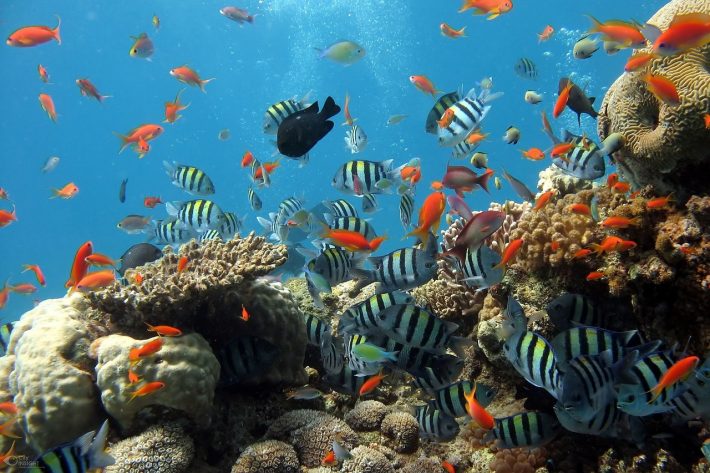 Image of fish swimming around a coral reef