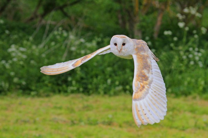 Barn Owl in flight.