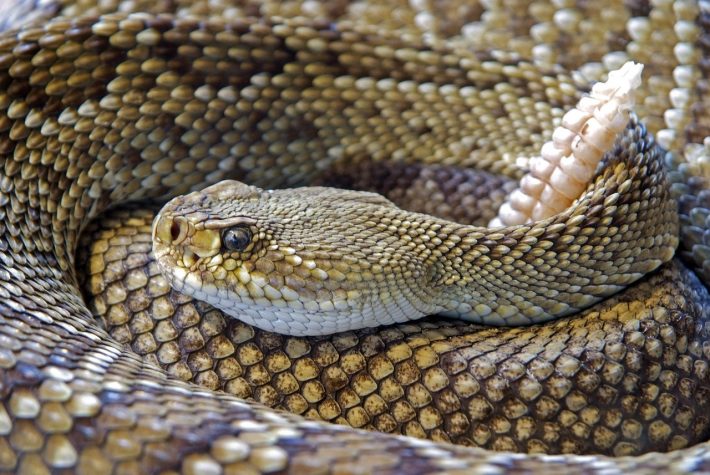 A rattlesnake in a curled position, snakes are one of the most common biophobias