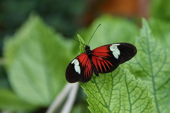 A postman butterfly on a leaf. Tropical butterflies with darker coloured wings are less at risk of dying in heat