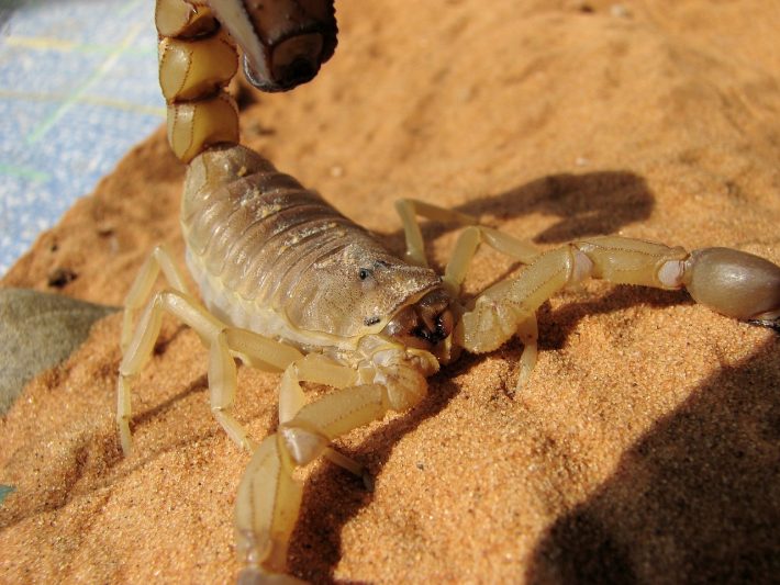 A scorpion in a sandy location. Scorpions are common biophobias