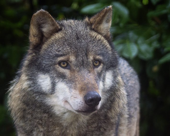 A European wolf looking slight off camera in a forest background, wolves were also GPS tagged in the study