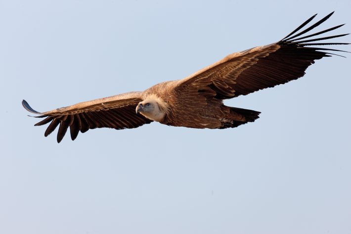 A griffon vulture flying in a cloudless sky, these types of vultures were GPS tagged in the study