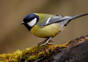 Great tits in cities have paler plumage than their forest-living relatives