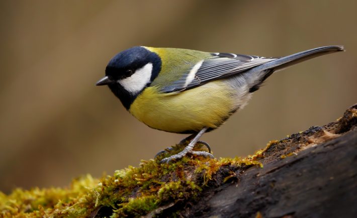 A great tit on a thick branch