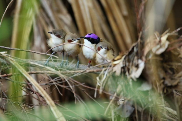 A male purple-crowned fairy-wren amongst his offspring in a riparian zone impacted by fires