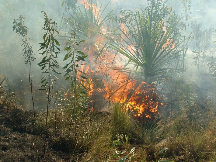 A riparian habitat with fires consuming the plants around it
