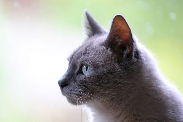 A grey domestic cat gazing into the distance against a green translucent background. Wildcat categorisation is making cat conservation harder