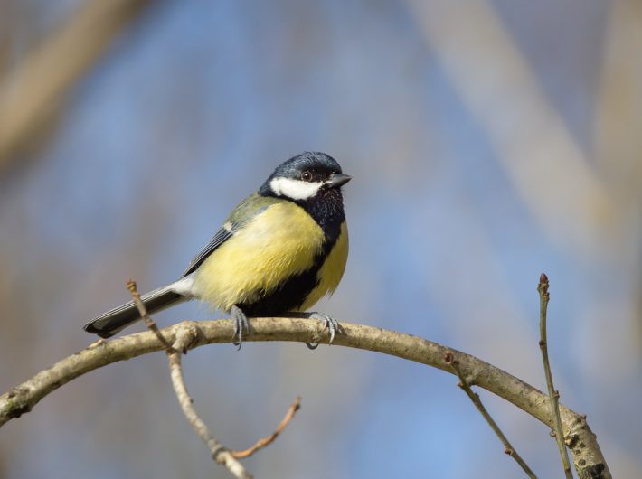 One great tit perching on a branch against a blue sky background. Great tits can be found in cities or in the countryside