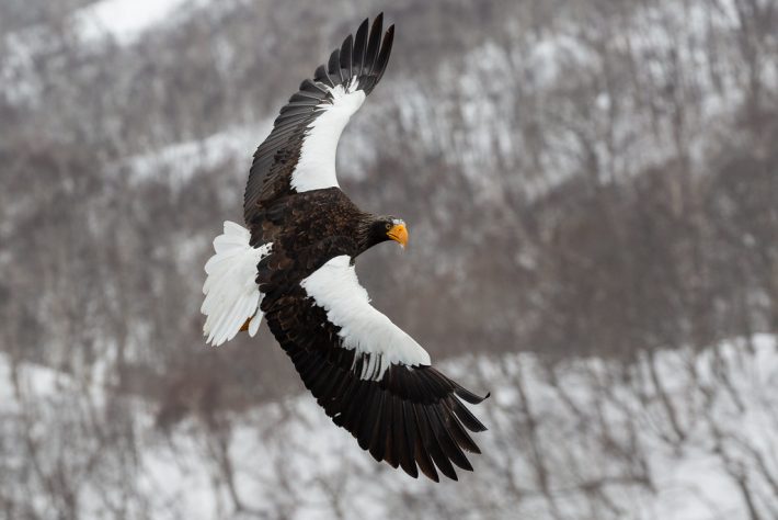 A Steller's sea eagle flying in a Winter environment
