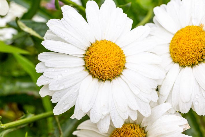 Image of chamomile flowers with water droplets on the petals - chamomile is the common name for several daisy-like medicinal plants