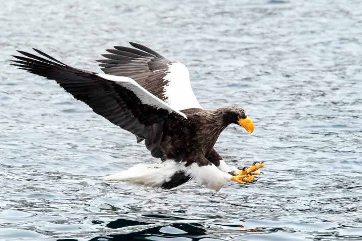 An adult Steller's sea eagle fishing