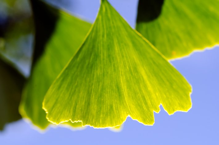 A green ginkgo leaf on a tree, ginko leaves are another of the most common medicinal plants