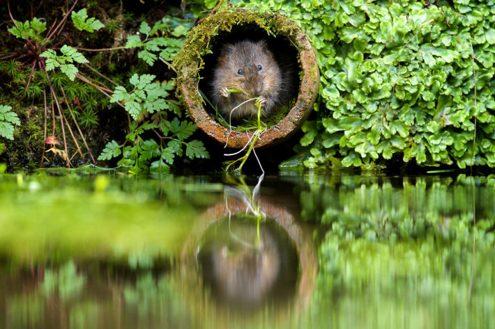 A water vole, Britain’s fastest declining mammal.