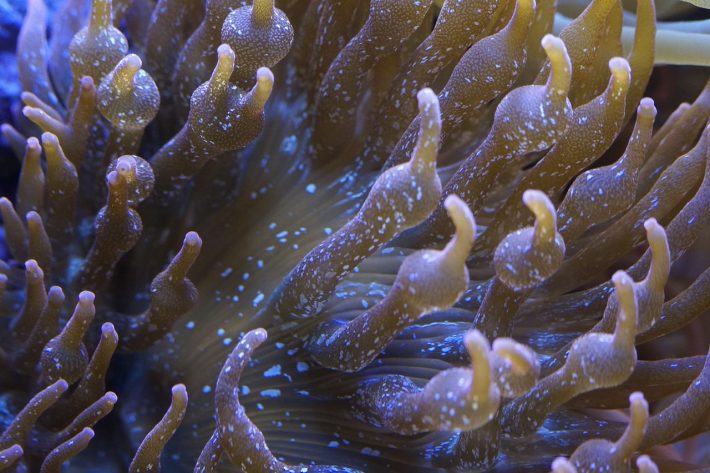 Close up photo on an anemone