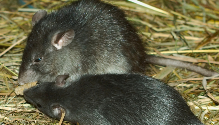 Black rats lying on straw, black rats are an invasive species named in the IPBES report