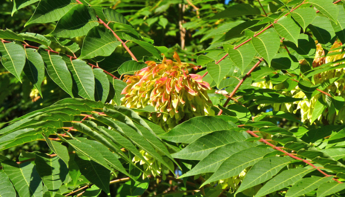 Tree of Heaven, one of the invasive species mentioned in the IPBES report