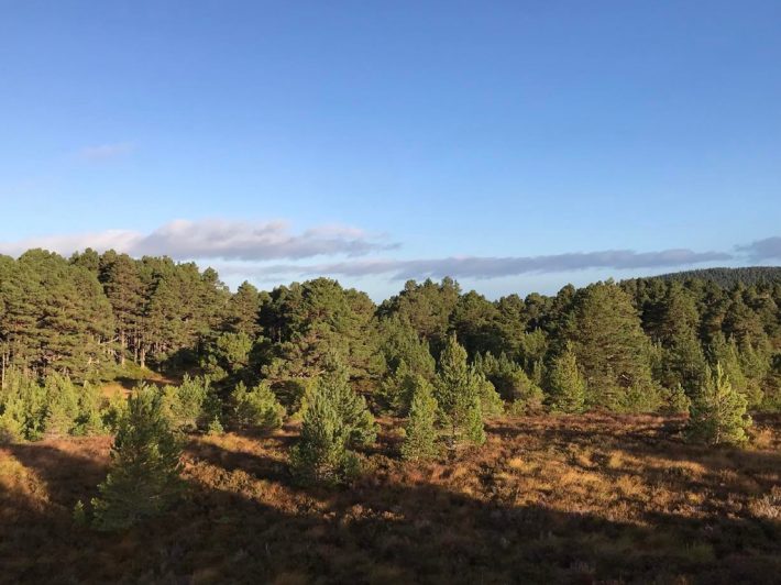 Image of trees in a large reserve landscape in the Abernethy Reserve