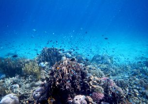Research on coral reefs is biased, according to new study