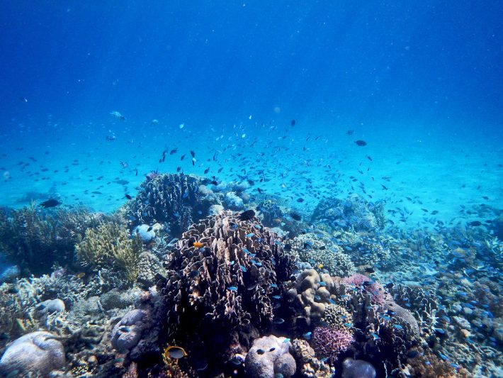 Coral reefs found in Indonesia with a variety of shapes and colours