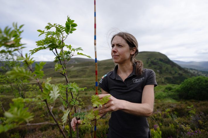 Dr Pip Gullet examining a small tree in the Cairngorms, assessing whether deer culling is assisting regeneration