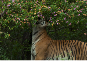 Invasive plant species threaten 66 percent of India's natural areas