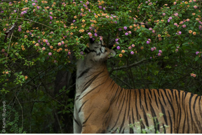 A tiger exploring Lantana camara, an invasive species in India