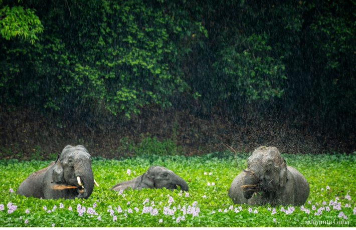 Three Asian elephants in a field invaded by water hyacinths - an invasive plant