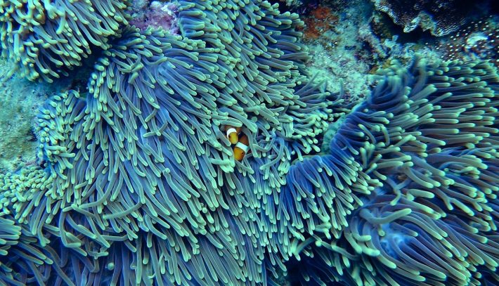 Blue coral reefs with two clownfish peeking out